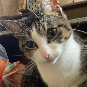 Meet your Posher, Anne